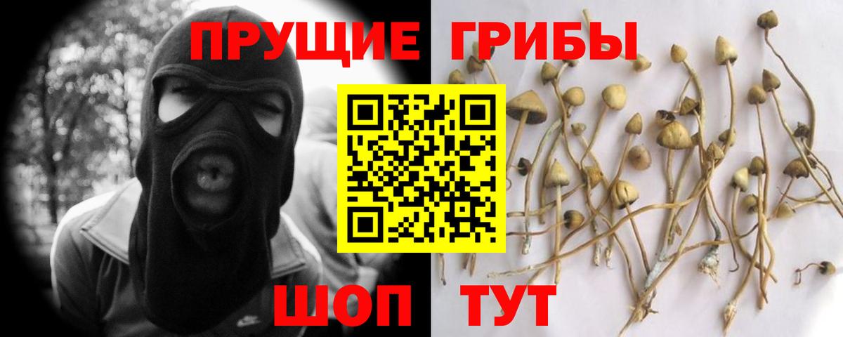 Галлюциногенные грибы Psilocybine cubensis Саранск
